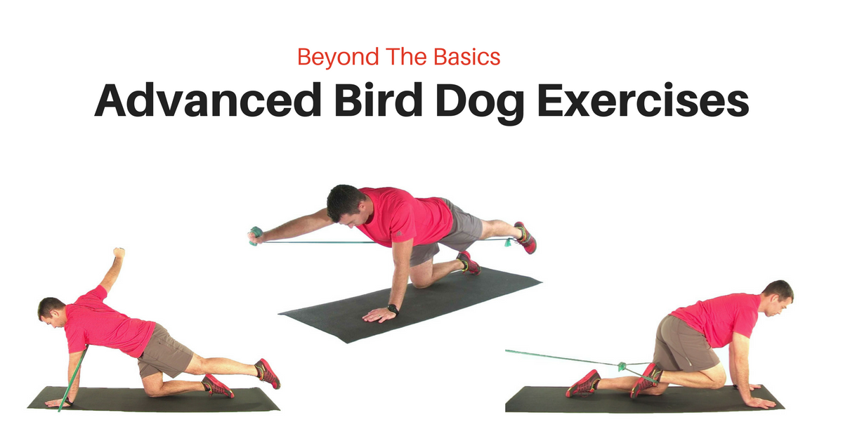 Advanced Bird Dog Exercise Progressions Advanced Bird Dog Exercise Progressions